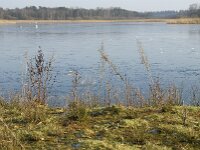 NL, Noord-Brabant, Valkenswaard, fishponds 17, Saxifraga-Jan van der Straaten
