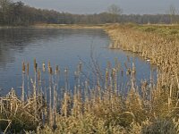 NL, Noord-Brabant, Valkenswaard, fishponds 20, Saxifraga-Jan van der Straaten