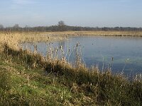NL, Noord-Brabant, Valkenswaard, fishponds 23, Saxifraga-Jan van der Straaten