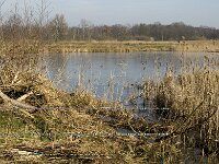 NL, Noord-Brabant, Valkenswaard, fishponds 25, Saxifraga-Jan van der Straaten