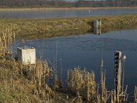 NL, Noord-Brabant, Valkenswaard, fishponds 29, Saxifraga-Jan van der Straaten