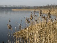 NL, Noord-Brabant, Valkenswaard, fishponds 3, Saxifraga-Jan van der Straaten