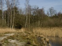 NL, Noord-Brabant, Valkenswaard, fishponds 5, Saxifraga-Jan van der Straaten