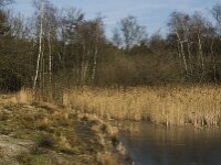 NL, Noord-Brabant, Valkenswaard, fishponds 6, Saxifraga-Jan van der Straaten