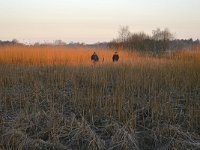 NL, Noord-Brabant, Valkenswaard, Visvijvers in Landgoed Valkenhorst 12, Saxifraga-Tom Heijnen