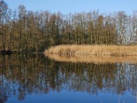 NL, Noord-Brabant, Valkenswaard, Visvijvers in Landgoed Valkenhorst 28, Saxifraga-Tom Heijnen