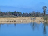 NL, Noord-Brabant, Valkenswaard, Visvijvers in Landgoed Valkenhorst 37, Saxifraga-Tom Heijnen