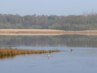 NL, Noord-Brabant, Valkenswaard, Visvijvers in Landgoed Valkenhorst 6, Saxifraga-Tom Heijnen