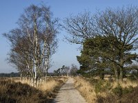 B, Antwerpen, Kalmthout, Kalmthoutse Heide 17, Saxifraga-Jan van der Straaten