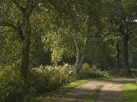 B, Limburg, Kinrooi, De Brand 13, Saxifraga-Jan van der Straaten