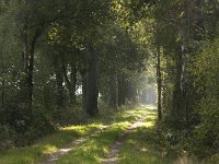 B, Limburg, Kinrooi, De Brand 9, Saxifraga-Jan van der Straaten