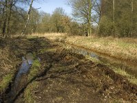 B, Limburg, Kinrooi, Lossing 2, Saxifraga-Jan van der Straaten