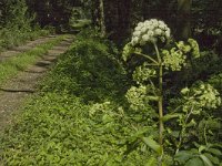 B, Limburg, Kinrooi, Sint-Maartensheide 8, Saxifraga-Jan van der Straaten