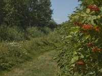 B, Limburg, Kinrooi, Zig 7, Saxifraga-Marijke Verhagen