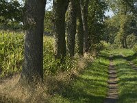 B, Limburg, Maaseik, Langeren 13, Saxifraga-Jan van der Straaten