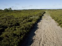 DK, Syddanmark, Roemoe, Norreland 10, Saxifraga-Jan van der Straaten