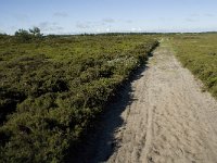 Syddanmark, Roemoe, Norreland 10, Saxifraga-Jan van der Straaten