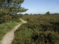 Syddanmark, Roemoe, Norreland 2, Saxifraga-Jan van der Straaten