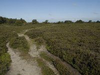 Syddanmark, Roemoe, Norreland 3, Saxifraga-Jan van der Straaten