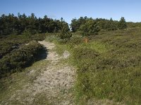 Syddanmark, Roemoe, Norreland 4, Saxifraga-Jan van der Straaten