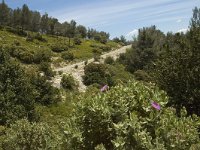 F, Bouches-du-Rhone, Saint Remy-de-Provence, Caume 10, Saxifraga-Marijke Verhagen