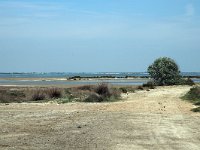 F, Bouches-du-Rhone, Saintes Maries de la Mer, Digue a la mer 5, Saxifraga-Jan van der Straaten