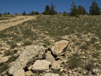 F, Lozere, Les Bondons 14, Saxifraga-Marijke Verhagen