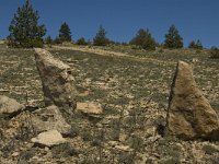 F, Lozere, Les Bondons 15, Saxifraga-Marijke Verhagen