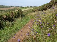 GB, Cornwall, Marazion, SW Coastpath, Michaels Mount 6, Saxifraga-Foto Fitis-Sytske Dijksen