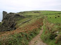GB, Cornwall, Tintagel, SW Coastpath, Boscastle 4, Saxifraga-Foto Fitis-Sytske Dijksen