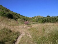 GB, Cornwall, Wadebridge, SW Coastpath, Rock 3, Saxifraga-Foto Fitis-Sytske Dijksen