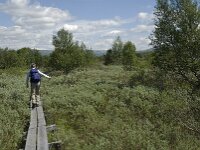 N, Innlandet, Dovre, Fokstumyra 33, Saxifraga-Jan van der Straaten
