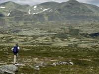 N, Innlandet, Sel, Peer Gynt Hytta 11, Saxifraga-Jan van der Straaten