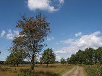 NL, Drenthe, Aa en Hunze, Eexterveld 2, Saxifraga-Hans Dekker