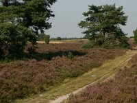 NL, Drenthe, Borger-Odoorn, Odoornerzand 1, Saxifraga-Hans Boll