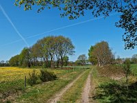 NL, Drenthe, Ruinen 1, Saxifraga-Hans Dekker