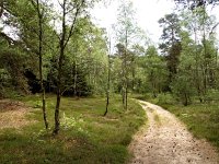 NL, Drenthe, Vledder, Bos Maatschappij van Weldadigheid 1, Saxifraga-Hans Dekker