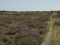 NL, Drenthe, Westerveld, Doldersummerveld 2, Saxifraga-Willem van Kruijsbergen