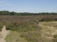 NL, Drenthe, Westerveld, Doldersummerveld 5, Saxifraga-Willem van Kruijsbergen
