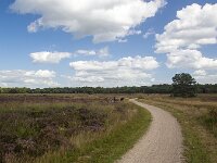 Cycling path in flowering heathland on sunny day  Cycling path in flowering heathland on sunny day : heathland, heather, heath, sunny day, purple, blue sky white clouds, sky, skyscape, horizon, tree, flower, flowers, flowering, in flower, petal, petals, bloom, blooming, in bloom, growth, color, beautiful, beauty, beauty in nature, plant, plants, botany, botanical, vascular plant, flora, floral, nature, natural, blossom, blossoming, in blossom, wild, wildflower, wide open, countryside, rural, landscape, rural landscape, rural scene, non-urban landscape, non-urban scene, outside, outdoor, outdoors, no people, nobody, season, summer, summertime, Ermelo, Gelderland, Netherlands, Europe, European, speulderveld, speulder- en houtdorperveld, cycling path, cycling, path, track