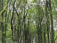 Wood-path in beech forest with dancing trees  Wood-path in beech forest with dancing trees : beech forest, beech, beeches, dancing trees, winding trees, wistling, crooked, forest, woodland, woods, tree, trees, trunk, trunks, foliage, green, nature, natural, leaf, leaves, rural, landscape, rural landscape, rural scene, non-urban landscape, non-urban scene, outside, outdoor, outdoors, no people, nobody, season, summer, summertime, speulder bos, sprielderbos, Ermelo, Gelderland, Netherlands, Dutch, Holland, Europe, European, path, wood-path, forest path, track