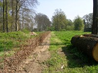 NL, Gelderland, Rheden, Hof te Rheden 2, Saxifraga-Henk Sierdsema