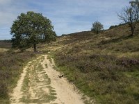 NL, Gelderland, Rheden, Rhedensche Heide 10, Saxifraga-Jan van der Straaten