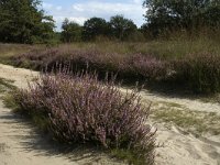 NL, Limburg, Roerdalen, Meinweg, Waalsberg 1, Saxifraga-Marijke Verhagen