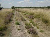 NL, Limburg, Weert, Boshoverheide 17, Saxifraga-Jan van der Straaten