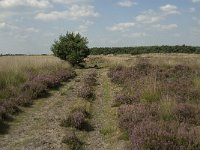 NL, Limburg, Weert, Boshoverheide 18, Saxifraga-Jan van der Straaten