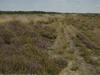 NL, Limburg, Weert, Boshoverheide 30, Saxifraga-Jan van der Straaten