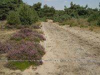 NL, Limburg, Weert, Boshoverheide 37, Saxifraga-Jan van der Straaten