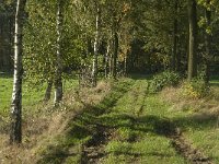 NL, Limburg, Weert, Stramprooierheide 7, Saxifraga-Jan van der Straaten