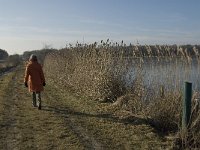 NL, Noord-Brabant, Asten, Groote Peel 20, Saxifraga-Jan van der Straaten